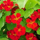 Nasturtium GLOBE OF FIRE RED SCARLET 12” Edible Salads Fragrant Non-GMO 20 Seeds
