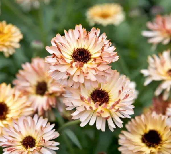 Calendula SUNSET BUFF Pink Double Blooms Bi-Colored Heirloom Non-GMO 50 Seeds