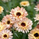 Calendula SUNSET BUFF Pink Double Blooms Bi-Colored Heirloom Non-GMO 50 Seeds