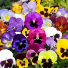 PANSY MIX Heirloom Garden Viola Pollinators GroundCover Edible Non-GMO 100 Seeds