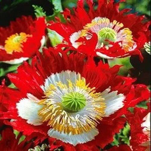 Poppy DANISH FLAG Red & White Cross Huge Flowers Pollinators Non-GMO 1000 Seeds