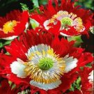 Poppy DANISH FLAG Red & White Cross Huge Flowers Pollinators Non-GMO 1000 Seeds