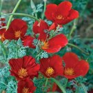 CALIFORNIA POPPY RED CHIEF Eschscholzia cali Pollinators Non-GMO 2000 Seeds