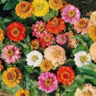 Zinnia LANDSCAPER'S PACK Bulk Seeds DWARF 6"" High Petite Short Non-GMO 500 Seeds