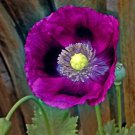 Poppy LAUREN'S GRAPE Poppies PURPLE Attracts Bees Butterflies Non-GMO 500 Seeds
