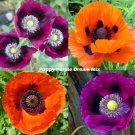 Poppy PURPLE DREAM MIX Lauren's Grape Prince of Orange Poppies Non-GMO 500 Seeds