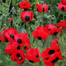 Poppy LADY BIRD Crimson Red Black Lady Bug Poppies Butterflies Non-GMO 500 Seeds
