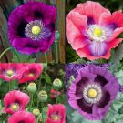 Poppy DELUXE MIX Breadseed Poppies Large Blooms Decorative Pods USA 500 Seeds
