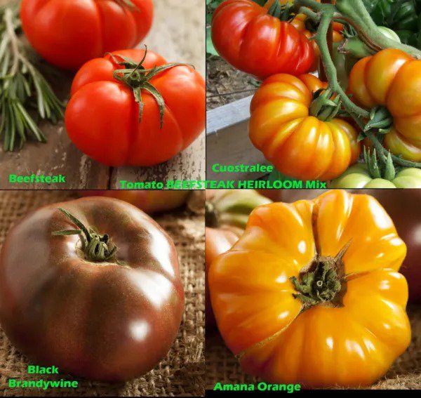 Tomato Mix BEEFSTEAK HEIRLOOM Tomatoes Colorful Indeterminate Non-GMO 50 Seeds