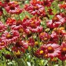 BLANKET FLOWER BURGUNDY Red Flowers Perennial Gaillardia Native NonGMO 100 Seeds