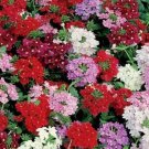 Verbena IDEAL FLORIST Mix 6 Colors 12"" Dwarf Butterflies Love Non-GM0 200 Seeds