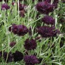 Cornflower / Bachelor Button BLACK BALL Purple Cut Flowers USA Non-GMO 400 Seeds
