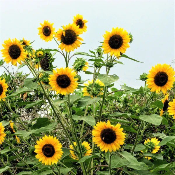Sunflower HENRY WILDE Yellow Multiple Blooms Birds Bees & Butterflies 100 Seeds