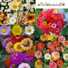 SPLASH OF COLOR Mix Daisies & Zinnias Medium Height Non-GMO 500 Seeds