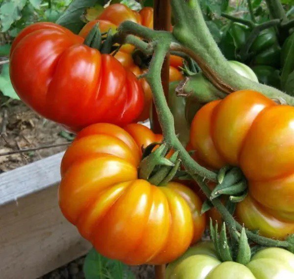 Tomato CUOSTRALEE Ribbed Beefsteak Indeterminate Heirloom Non-GMO 30 Seeds