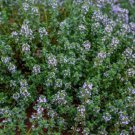 Thyme GERMAN/WINTER Purple Garden Herb Fragrant Edible Heirloom NonGMO 500 Seeds