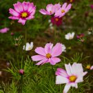 Cosmos TALL SENSATION Mix 4-6' Red Pink White Pollinators Non-GMO 100 Seeds