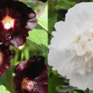 Hollyhock TUXEDO MIX White Double Black Single Blooms Biennial Non-GMO 50 Seeds