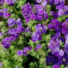 CLOUDY BLUE SKIES Phlox Beauty Blue & Clary Sage White Swan Non-GMO 200 Seeds