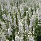 Delphinium WHITE KING Larkspur Floral Designers Cut Flowers Non-GMO 200 Seeds