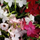 Tobacco SENSATION Mix (Jasmine) Fragrant Flowers Nicotiana USA Non-GMO 500 Seeds