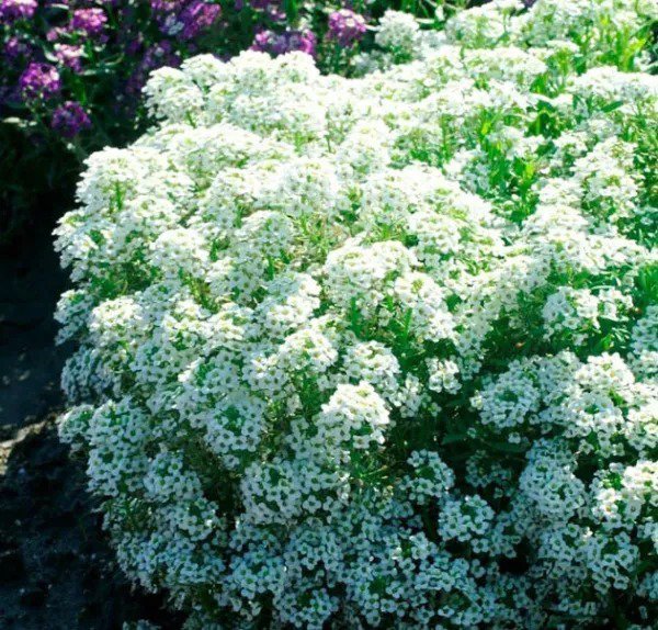 Alyssum TINY TIM White 3&acirc;�� Groundcover Bees Fragrant Flowers Non-GMO 500 Seeds