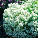 Alyssum TINY TIM White 3” Groundcover Bees Fragrant Flowers Non-GMO 500 Seeds