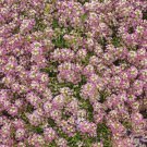 Alyssum Sweet DWARF PINK 4” Groundcover Fragrant Butterflies Non-GMO 1000 Seeds