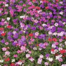 Groundcover Verbena MOSS Mixed Colors Rock Gardens Perennial Non-GMO 500 Seeds
