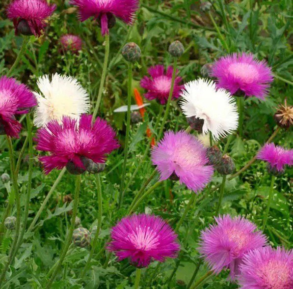 Cornflower Bachelor Button IMPERIALIS Mix Purple Flowers USA Non-GMO 100 Seeds