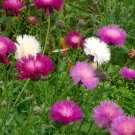 Cornflower Bachelor Button IMPERIALIS Mix Purple Flowers USA Non-GMO 100 Seeds