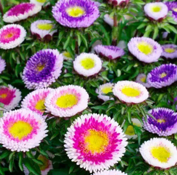 Aster HI-NO-MARU Mix (Pompon) Non-GMO Pollinators Annual Cut Flowers 200 Seeds