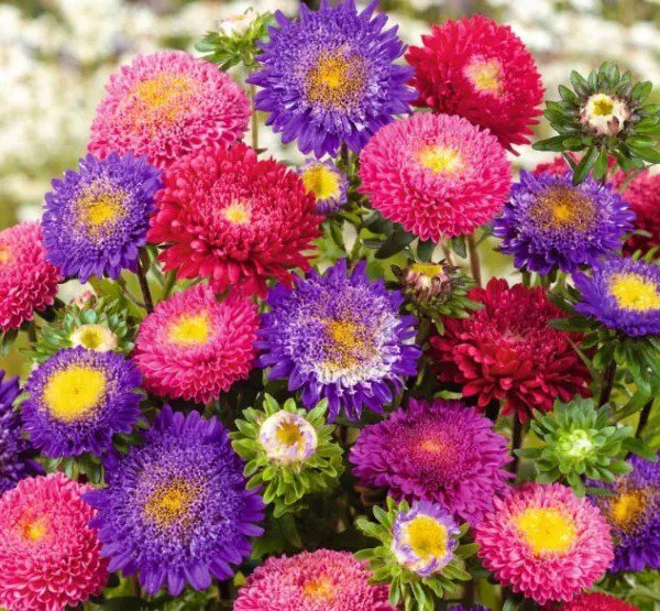 Aster RUBENS MIX (Pompon) Annual Cut Flowers Bees Butterflies Non-GMO 200 Seeds