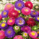 Aster RUBENS MIX (Pompon) Annual Cut Flowers Bees Butterflies Non-GMO 200 Seeds