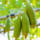 Gourd LUFFA Heirloom Vegetable Sponge Dishcloth Luffa cylindrica NonGMO 20 Seeds
