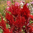 Celosia SCARLET PLUME Heirloom Red CutFlowers Plumed Cockscomb Non-GMO 500 Seeds