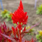Celosia FOREST FIRE Red Crimson Scarlet Cut Flowers Cockscomb Non-GMO 400 Seeds