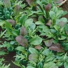 LETTUCE BRAISING MIX Cool Season Containers Heirloom USA Fall Non-GMO 250 Seeds