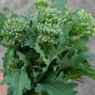 BROCCOLI RAAB Spring Rapini Cool Season Microgreens Italian Non-GMO 200 Seeds