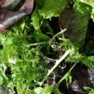 LETTUCE GOURMET SALAD BLEND Red & Green Cool Season Garden USA Non-GMO 250 Seeds