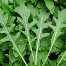 ROCKET ARUGULA Microgreens Garden Herb Salad COOL SEASON Spicy Non-GMO 500 Seeds