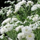 Baby's Breath SNOWFLAKE North American Perennial Cut Flowers Non-GMO 50 Seeds