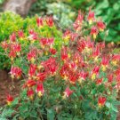 Columbine EASTERN RED Perennial PartShade Attracts Pollinators Non-GMO 200 Seeds