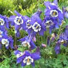 Columbine BLUE Perennial Native Spring Blooms Fall Planting Non-GMO 200 Seeds
