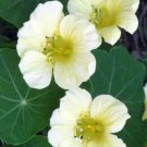 Nasturtium MOONLIGHT Creamy White Moon Edible Flowers HEIRLOOM Non-GMO 10 Seeds