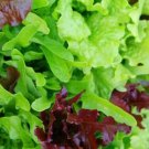 Lettuce LEAF BLEND Heirloom 8TYPES Microgreens Containers USA Non-GMO 1000 Seeds