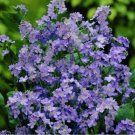Forget Me Nots ULTRAMARINE DWARF Biennial Perennial BLUE USA Non-GMO 200 Seeds