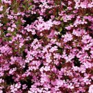 Groundcover ROCK SOAPWORT Groundcover Spreading Perennial Pink NonGMO 1000 Seeds