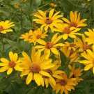 Sunflower OX-EYE Perennial Drought Tolerant Summer Blooms USA Non-GMO 100 Seeds