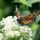 Milkweed SWAMP MIX Perennials Monarch Butterfly Host Plant Non-GMO USA 75 Seeds
